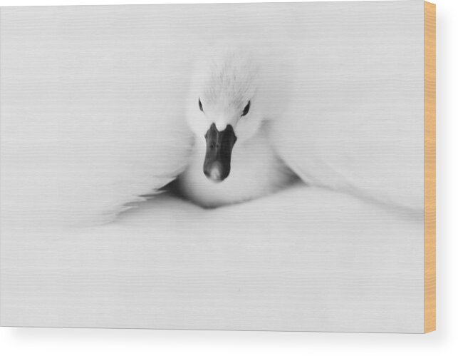 Nature Wood Print featuring the photograph Baby Swan by Sean Huang