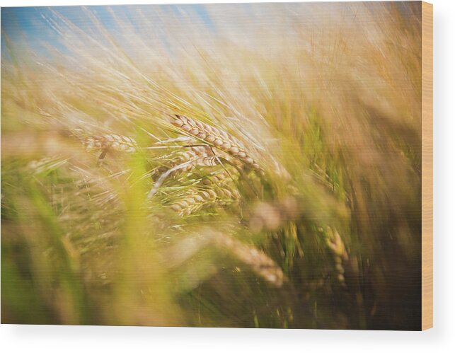 Agricultural Wood Print featuring the photograph Background of ears of wheat in a sunny field. by Joaquin Corbalan