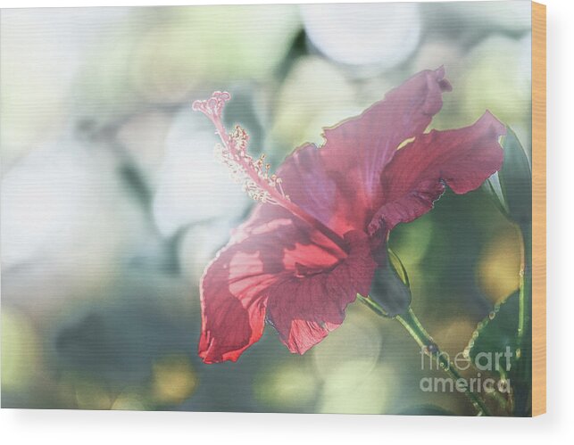Flower Wood Print featuring the photograph Backlit Stamin by Darcy Dietrich