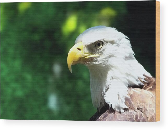 Flamingo Wood Print featuring the photograph Bald Eagle Close-up by David Brown