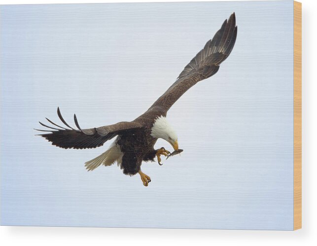 Animal Themes Wood Print featuring the photograph Bald Eagle Having An Inflight Snack by Todd Ryburn Photography
