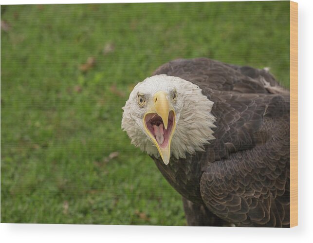 Haliaeetus Leucocephalus Wood Print featuring the photograph Bald Eagle by Lindley Johnson