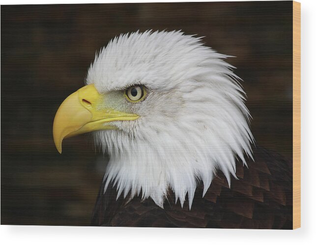 Animal Themes Wood Print featuring the photograph Bald Eagle by Phil Wood Photography