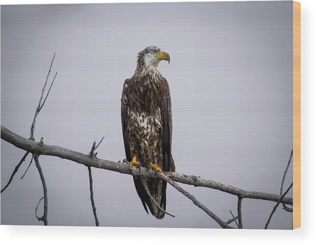 Eagle Wood Print featuring the photograph Bald Eagle Portrait by Gary Kochel