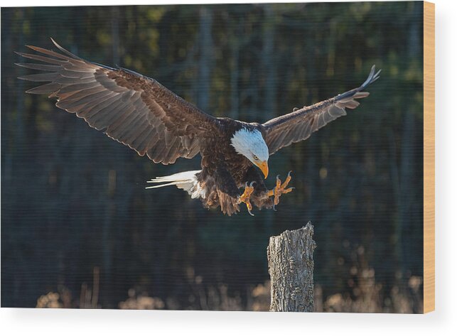 Eagle Wood Print featuring the photograph Bale Eagle by Johnson Huang
