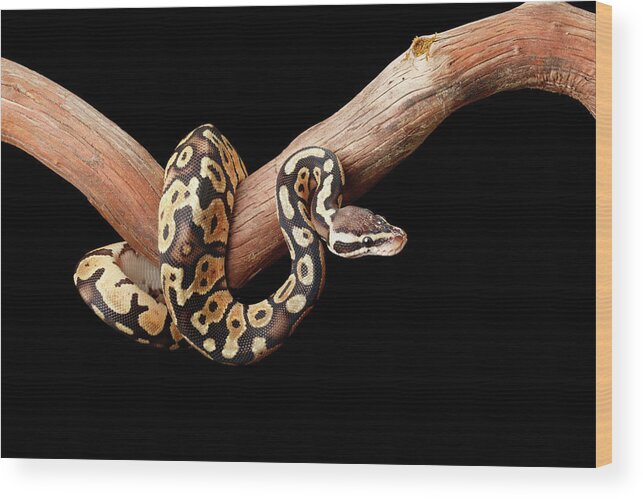 Animals Wood Print featuring the photograph Ball Python On Branch by David Kenny