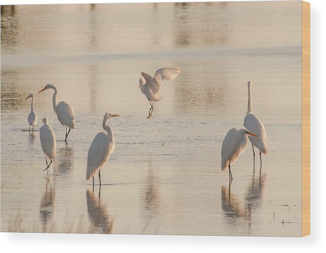 Birds Wood Print featuring the photograph Ballet of the Egrets by Donald Brown