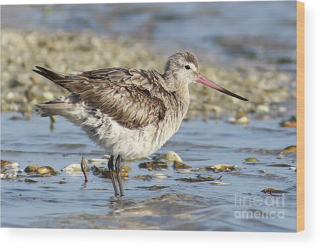 Bar-tailed Godwit Wood Print featuring the photograph Bar-tailed Godwit - Chasing a Rarity by Meg Rousher