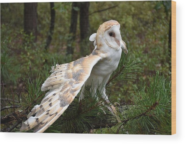 Barn Owl Wood Print featuring the photograph Barn Owl 528 by Joyce StJames