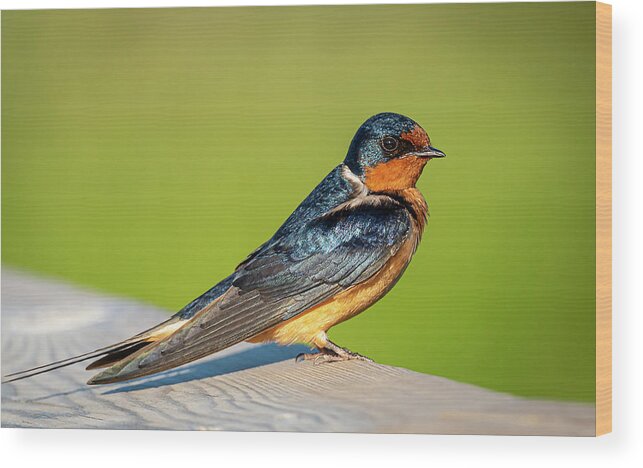 2019-06-30 Wood Print featuring the photograph Barn Swallow by Phil And Karen Rispin