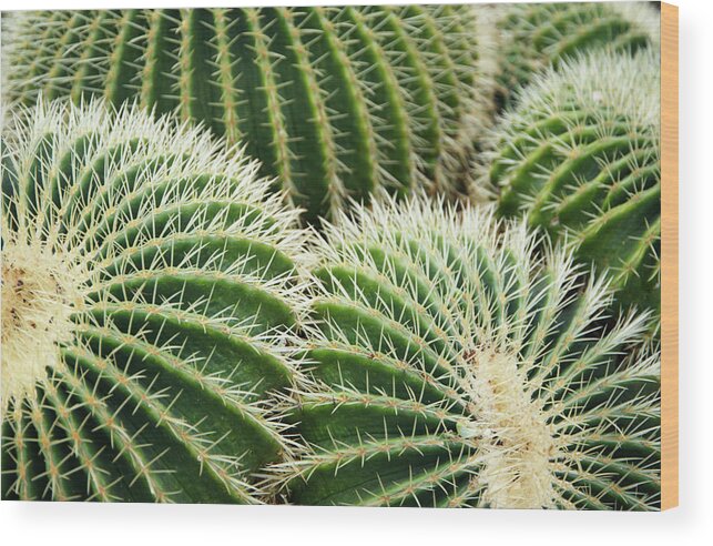 Sharp Wood Print featuring the photograph Barrel Cacti Echinocactus Grusonii by Liz Whitaker