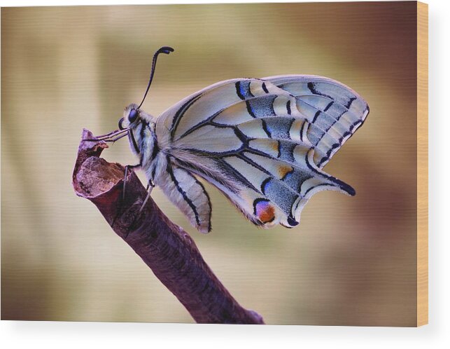 Butterfly Wood Print featuring the photograph Basking by Jimmy Hoffman