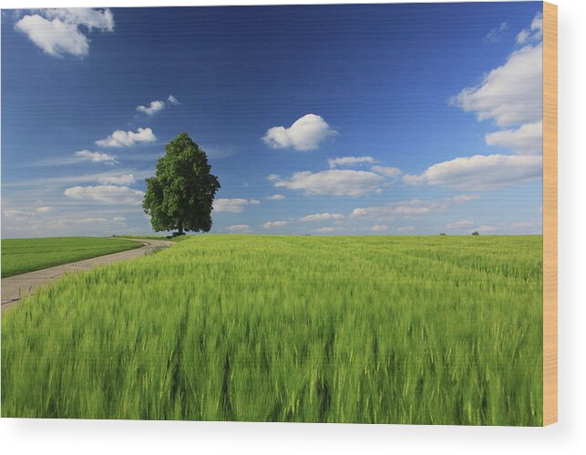 Rice Paddy Wood Print featuring the photograph Bavarian Landscape by Achim Thomae