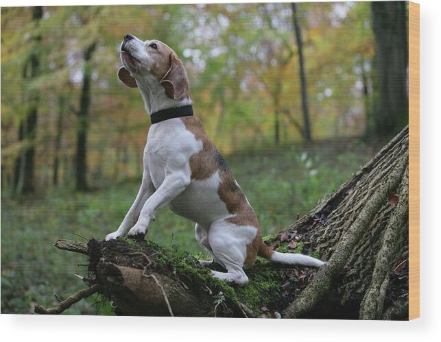 Animals Wood Print featuring the photograph Beagle 38 by Bob Langrish