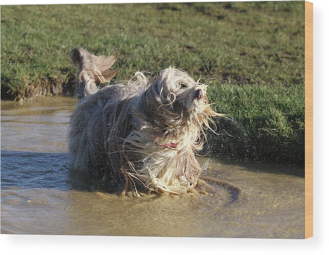 Animals Wood Print featuring the photograph Bearded Collie 01 by Bob Langrish