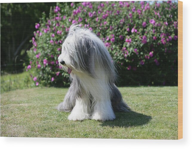 Animals Wood Print featuring the photograph Bearded Collie 12 by Bob Langrish