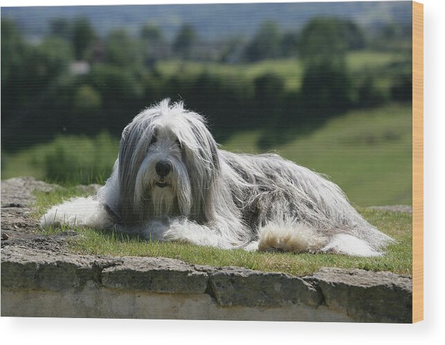 Animals Wood Print featuring the photograph Bearded Collie 14 by Bob Langrish