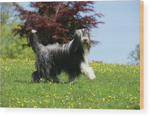 Animals Wood Print featuring the photograph Bearded Collie 19 by Bob Langrish