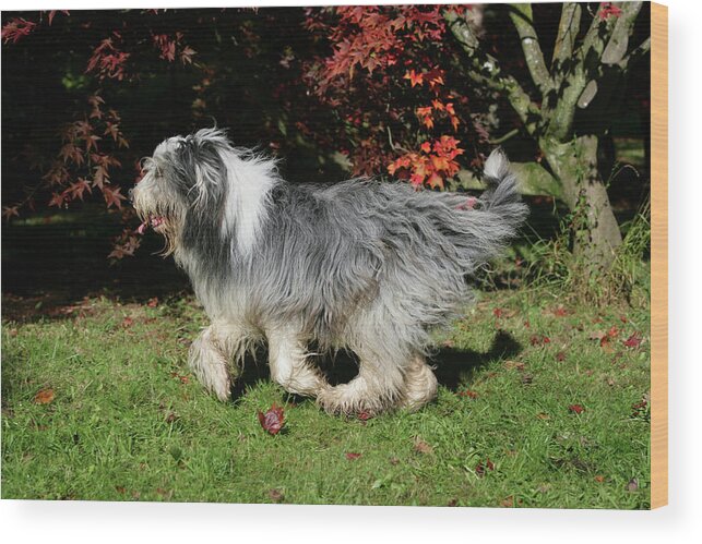 Animals Wood Print featuring the photograph Bearded Collie 21 by Bob Langrish