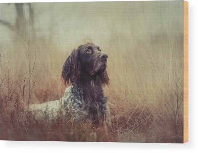 Portrait Wood Print featuring the photograph Beautiful Aragorn by Heike Willers