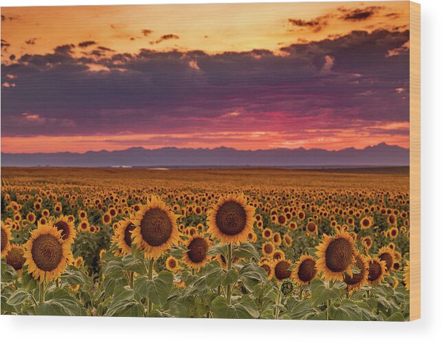 Colorado Wood Print featuring the photograph Beautiful Colorado Sunset Over Sunflower Fields by Teri Virbickis