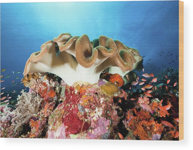 Underwater Wood Print featuring the photograph Beautiful Leather Coral And Sea Goldies by Ifish