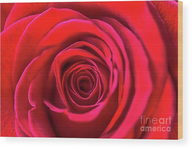 Moving Up Wood Print featuring the photograph Beautiful Red Rose Romantic Flower by Sharpyshooter