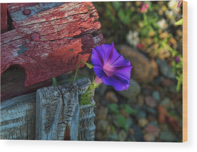 Morning Glory Wood Print featuring the photograph Beautify by Alana Thrower
