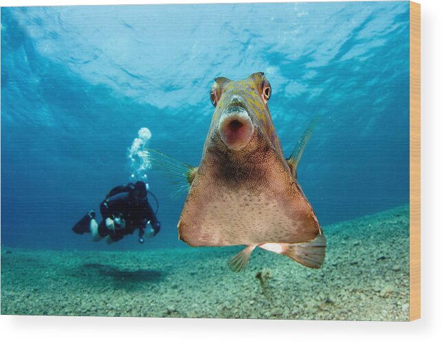 Underwater Wood Print featuring the photograph Beauty And The Beast by Ilan Ben Tov