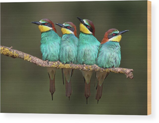 Bird Wood Print featuring the photograph Bee-eater Resting by Xavier Ortega