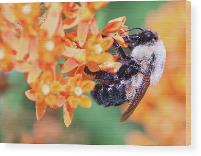 Flower Wood Print featuring the photograph Bee by Minnie Gallman
