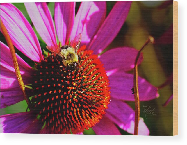 Macro Photography Wood Print featuring the photograph Bee on Cone Flower by Meta Gatschenberger