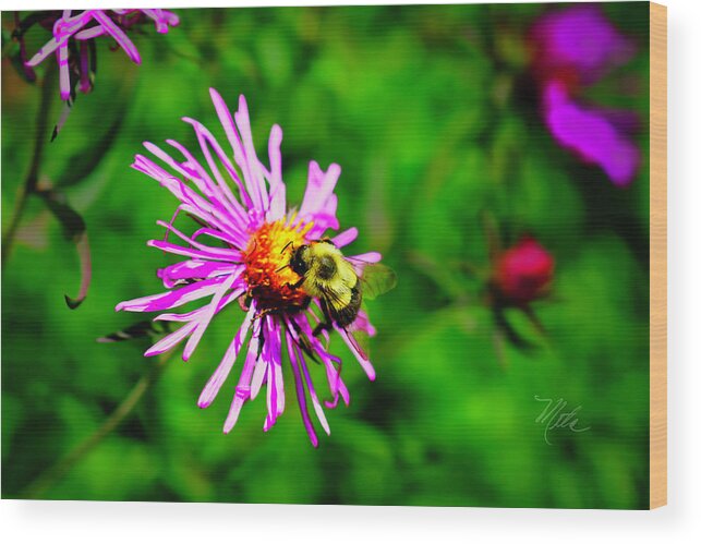 Macro Photography Wood Print featuring the photograph Bee On Purple Flower by Meta Gatschenberger