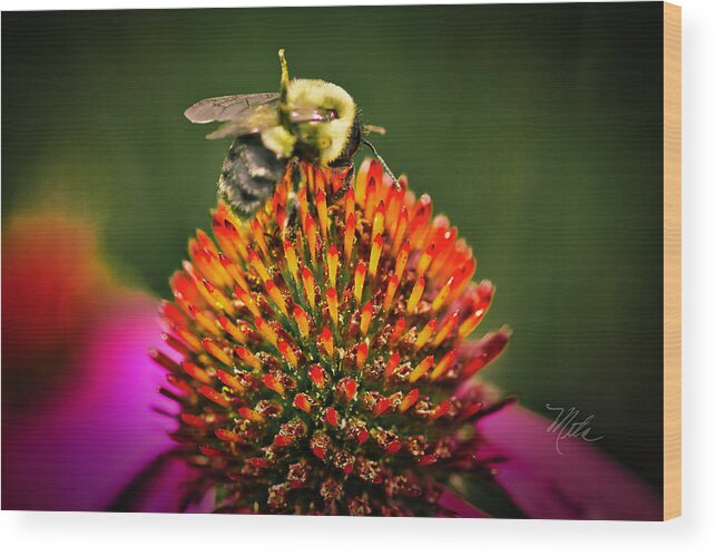 Bee Wood Print featuring the photograph Bee On Red Cone Flower by Meta Gatschenberger