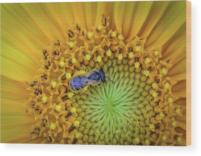 Bee Wood Print featuring the photograph Bee on Sunflower by Michelle Wittensoldner