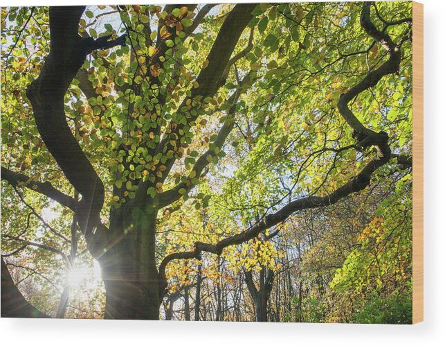Sussex Wood Print featuring the photograph Beech Woods In Autumn by James Warwick