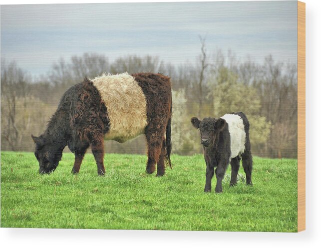 Around Wood Print featuring the photograph Belted Galloway by JAMART Photography