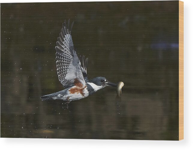 Bird Wood Print featuring the photograph Belted Kingfisher by Johnny Chen
