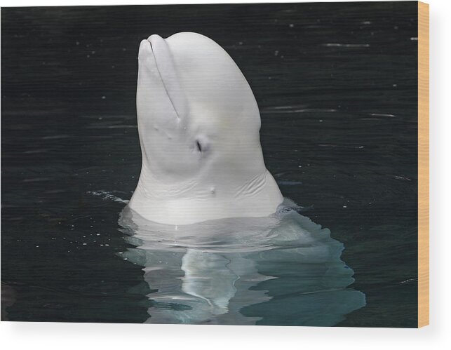 Standing Water Wood Print featuring the photograph Beluga by Sylvain Cordier