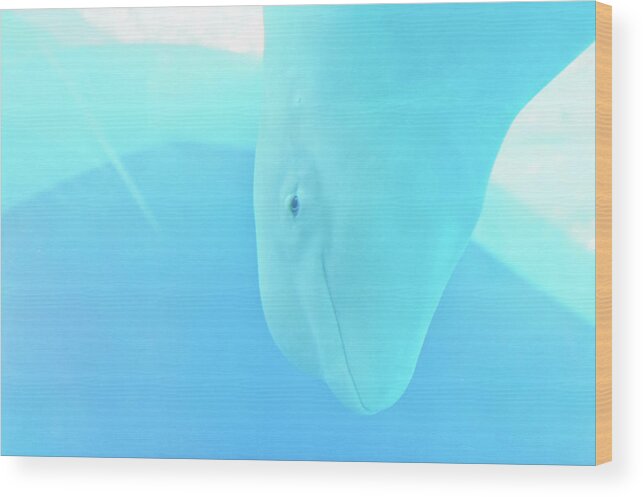 Underwater Wood Print featuring the photograph Belugas by Clover No.7 Photography