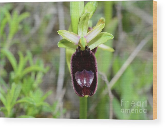 Orchidaceae Wood Print featuring the photograph Bertoloni's Bee Orchid (ophrys Bertolonii) by Bruno Petriglia/science Photo Library