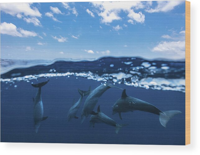Dolphin Wood Print featuring the photograph Between Air And Water With The Dolphins by Barathieu Gabriel