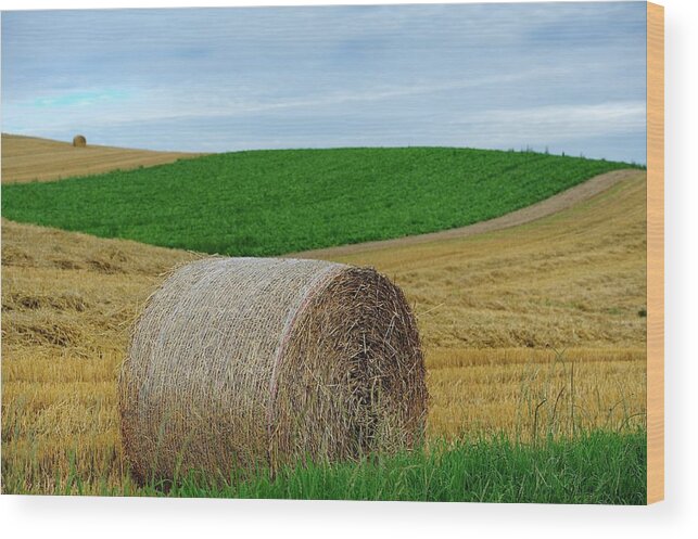 Tranquility Wood Print featuring the photograph Biei...patchwork Road by By Alan Tsai