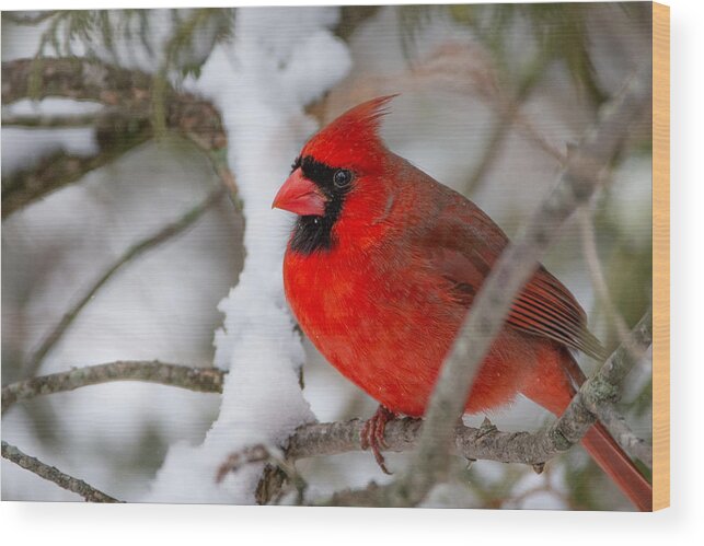 Cardinal Wood Print featuring the photograph Big Red by Linda Bonaccorsi