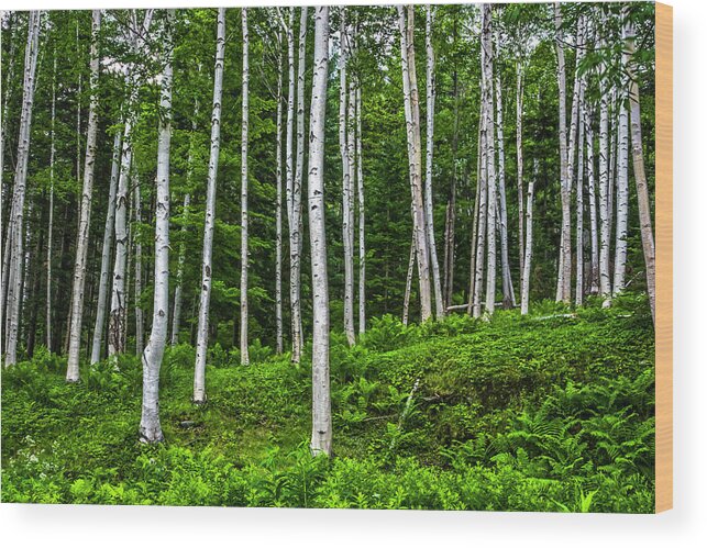 Tree Wood Print featuring the photograph Birch Stand by Ray Silva