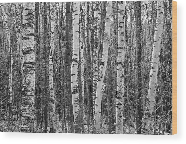 Nature Wood Print featuring the photograph Birch Stand by Ron Kochanowski