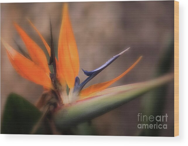 Bird Of Paradise Wood Print featuring the photograph Bird Of Paradise by Mary Lou Chmura