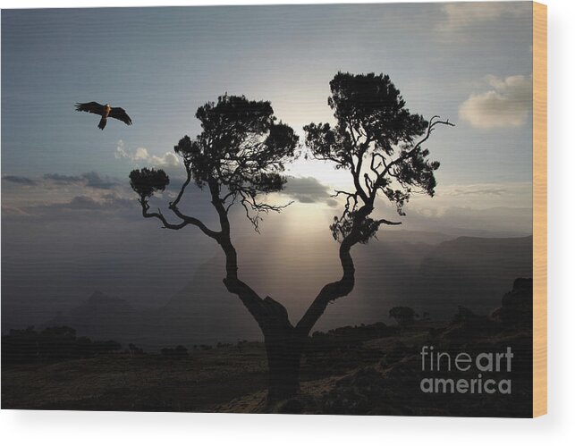 Scenics Wood Print featuring the photograph Bird Of Prey At Sunrise, Simien by Tim E White