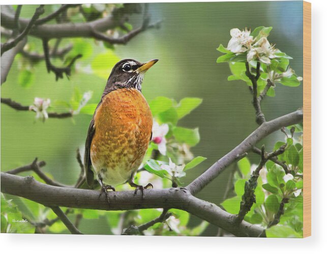 American Robin Wood Print featuring the photograph Birds - American Robin - Nature's Alarm Clock by Christina Rollo