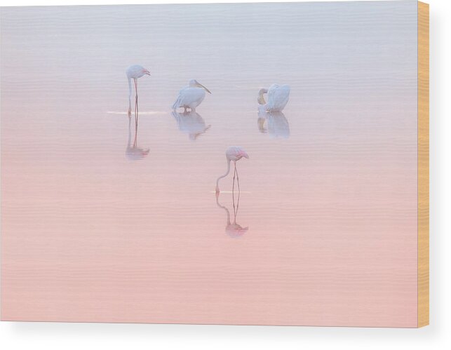Birds Wood Print featuring the photograph Birds In Sunrise Light ... by Natalia Rublina